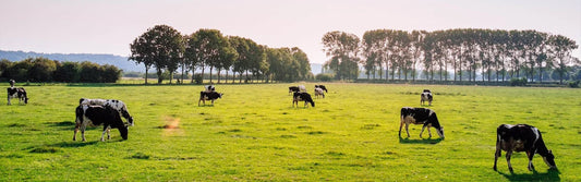 Is grass-fed beef healthier for you: Cows grazing in a field